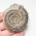 Dactylioceras Ammonite Fossil for Sale – Whitby Yorkshire Coast Jurassic