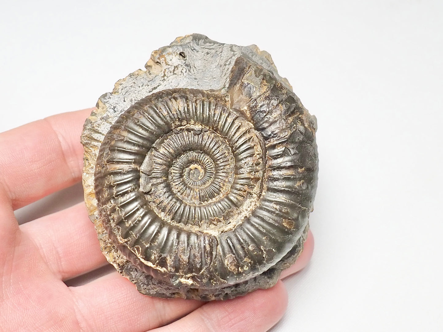 Dactylioceras Ammonite