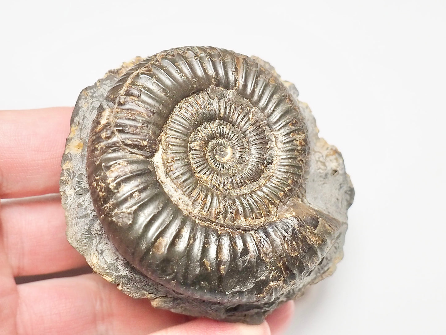 Dactylioceras Ammonite