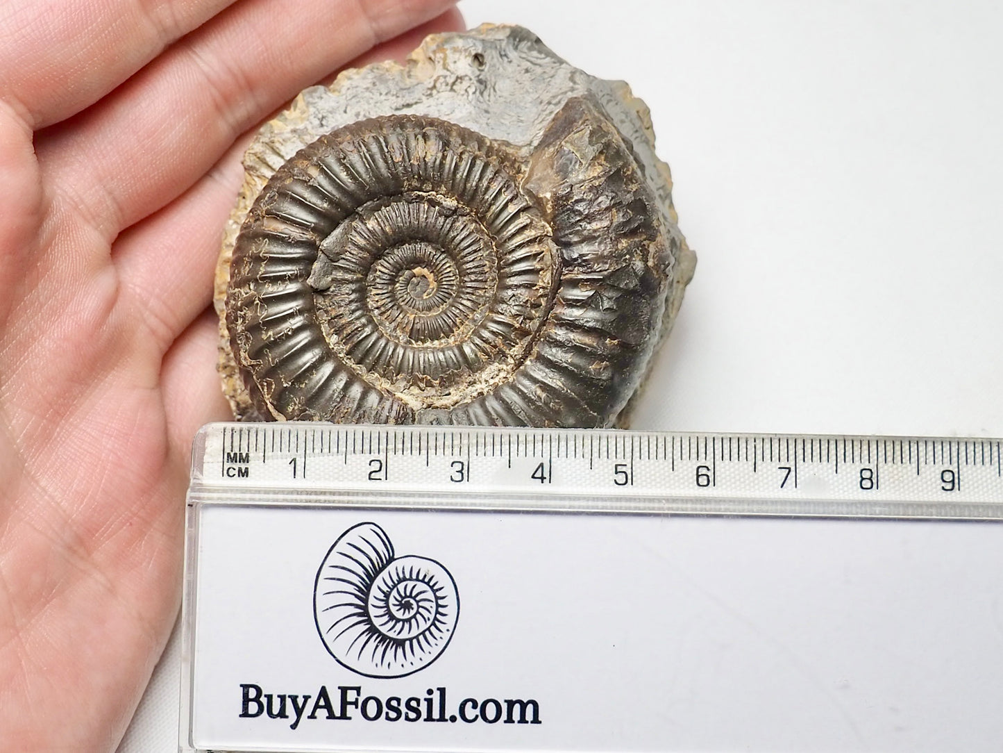 Dactylioceras Ammonite