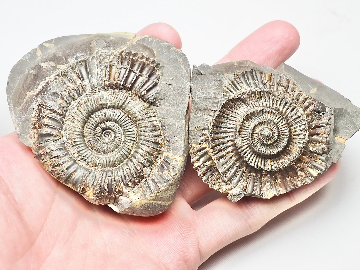 Dactylioceras Ammonite Pos/Neg