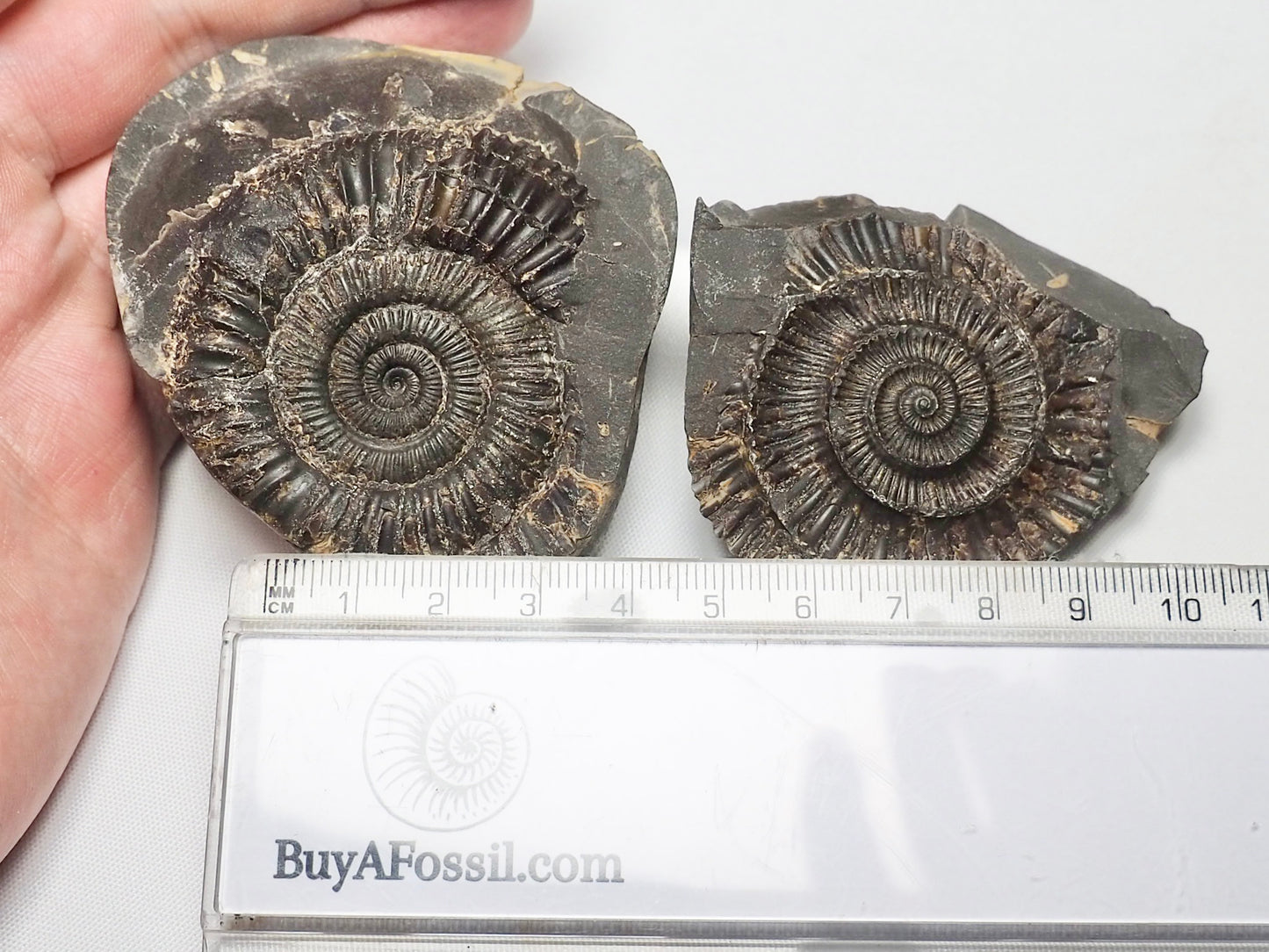 Dactylioceras Ammonite Pos/Neg