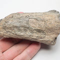Fish Bone Cutbase – Whitby Yorkshire Coast – Jurassic