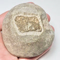 Marine Reptile Bone