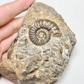 Pleuroceras On Matrix Ammonite – Whitby Jurassic Fossil – Yorkshire Coast
