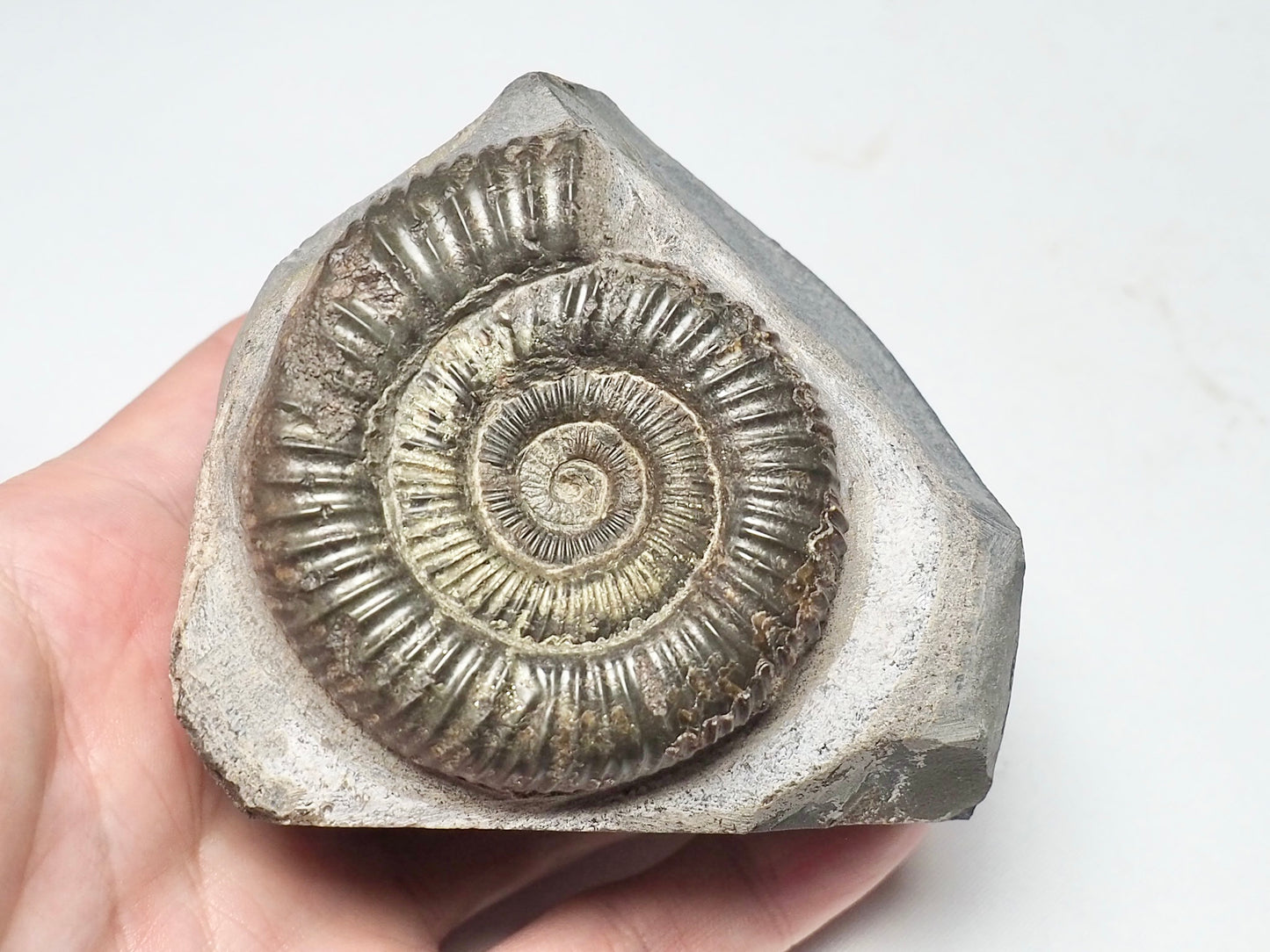 Dactylioceras Ammonite