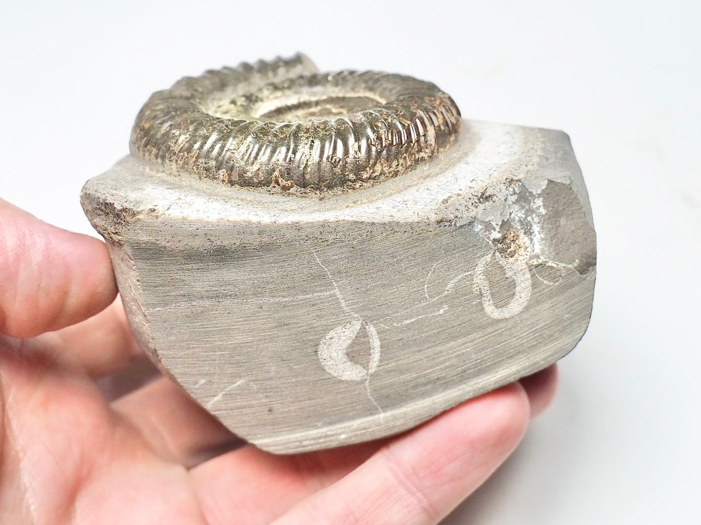 Dactylioceras Ammonite