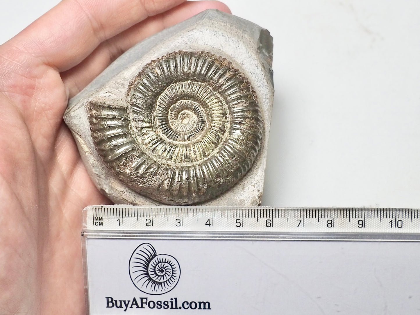 Dactylioceras Ammonite