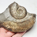 Harpoceras Ammonite Fossil – Whitby Yorkshire Coast – Jurassic