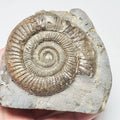 Dactylioceras Ammonite Fossil for Sale – Whitby Yorkshire Coast Jurassic