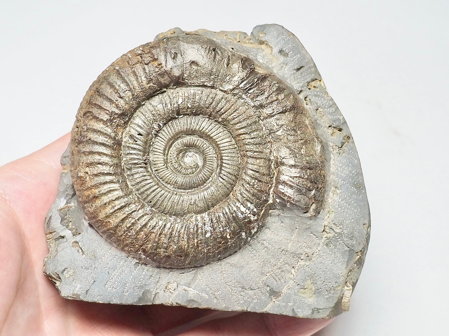 Dactylioceras Ammonite