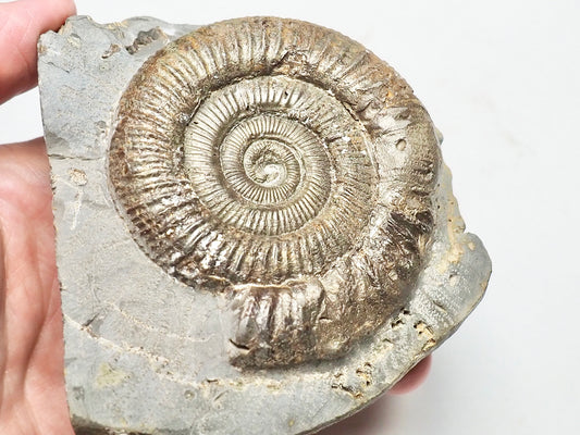 Dactylioceras Ammonite