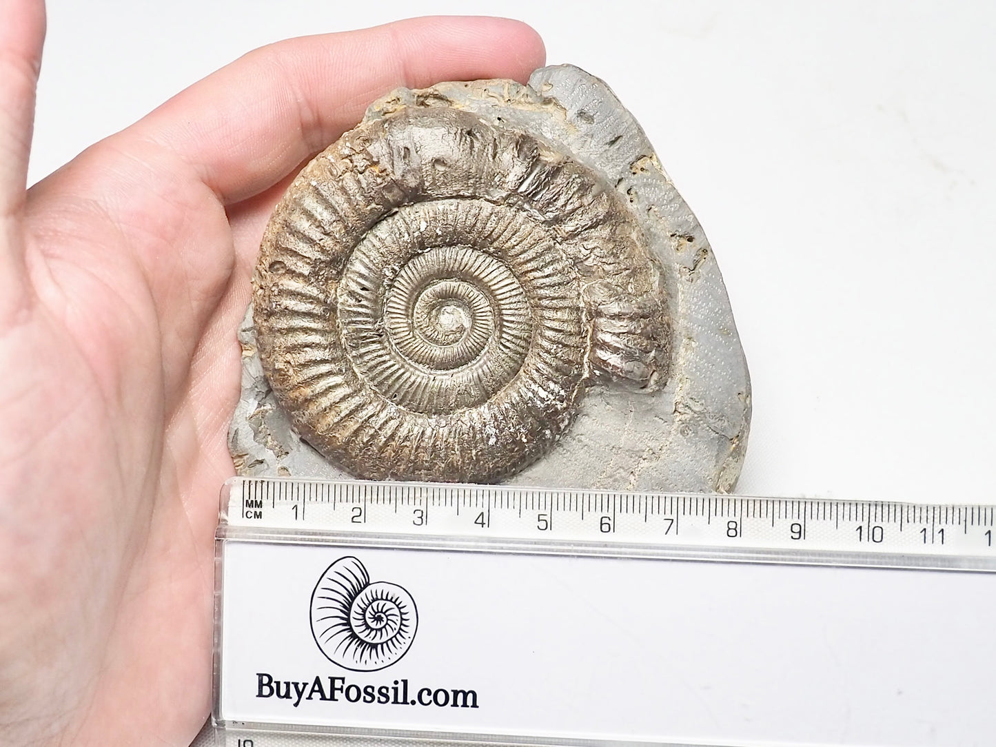 Dactylioceras Ammonite