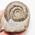 Catacoeloceras Ammonite Fossil – Whitby Yorkshire Coast – Jurassic