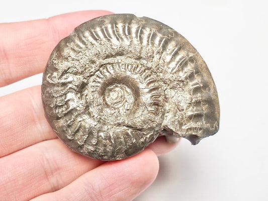 Hildoceras Ammonite