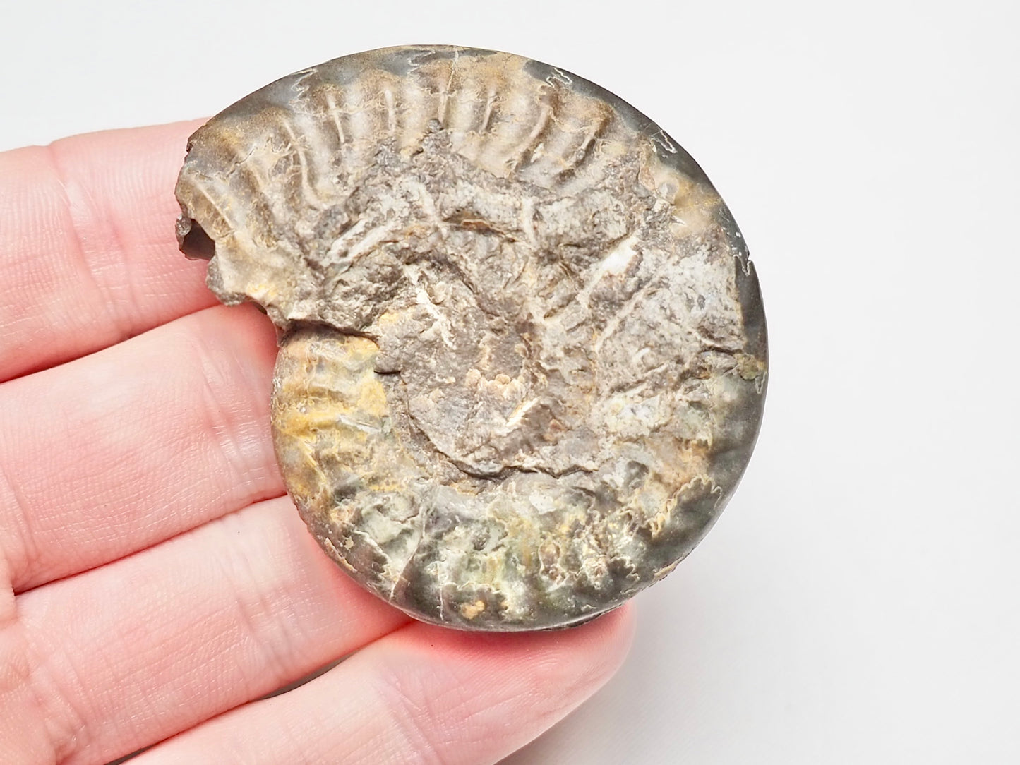 Hildoceras Ammonite