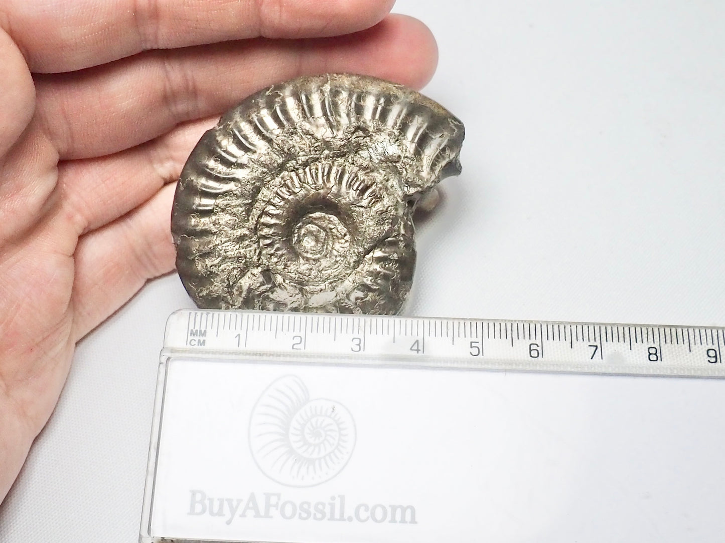 Hildoceras Ammonite