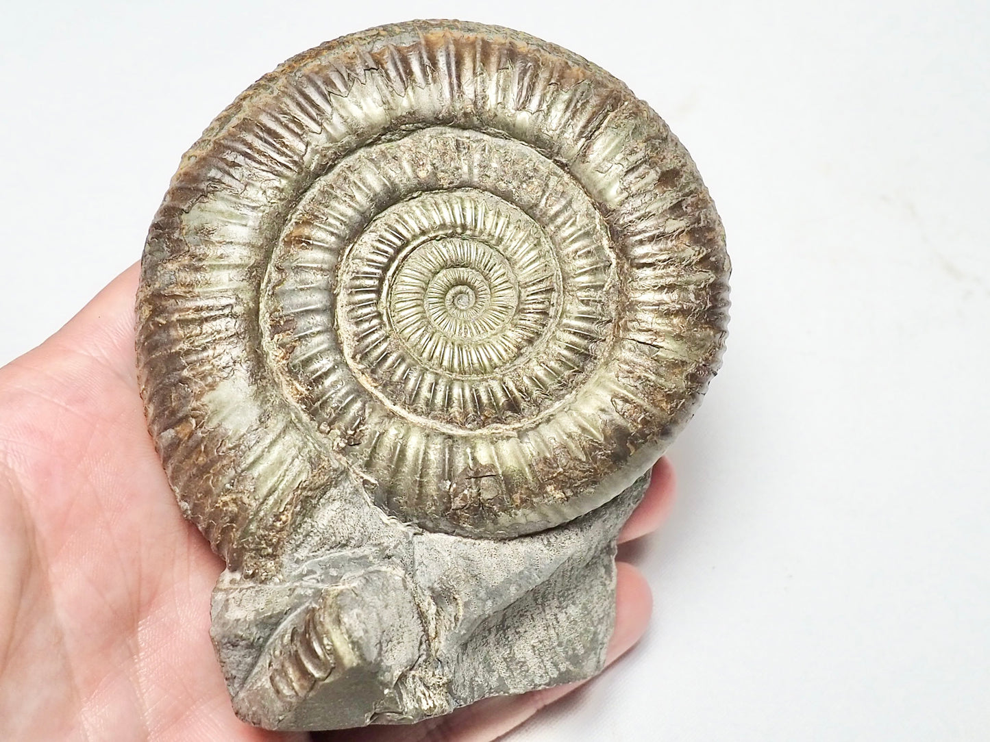 Pyritised Dactylioceras Ammonite