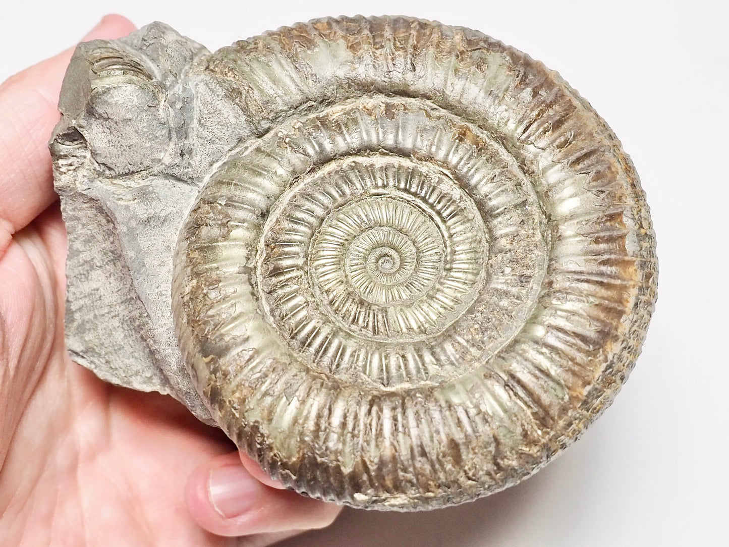 Pyritised Dactylioceras Ammonite