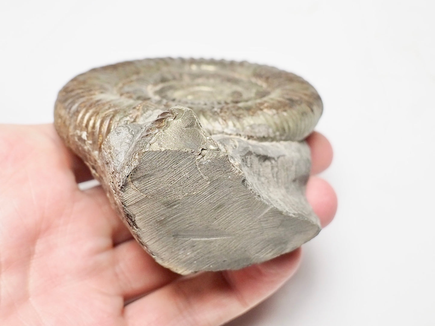 Pyritised Dactylioceras Ammonite