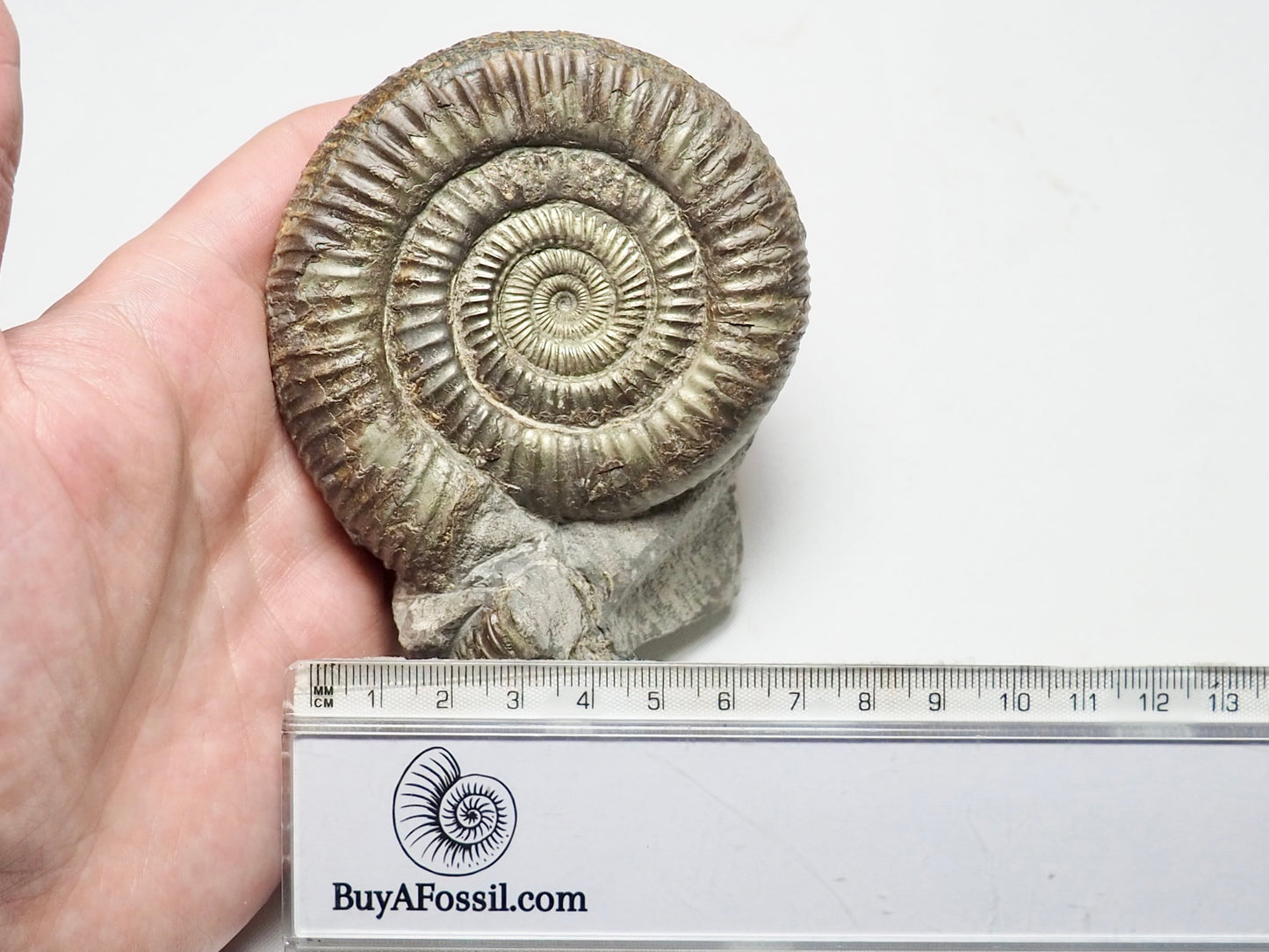 Pyritised Dactylioceras Ammonite