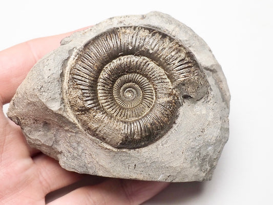 Dactylioceras Ammonite