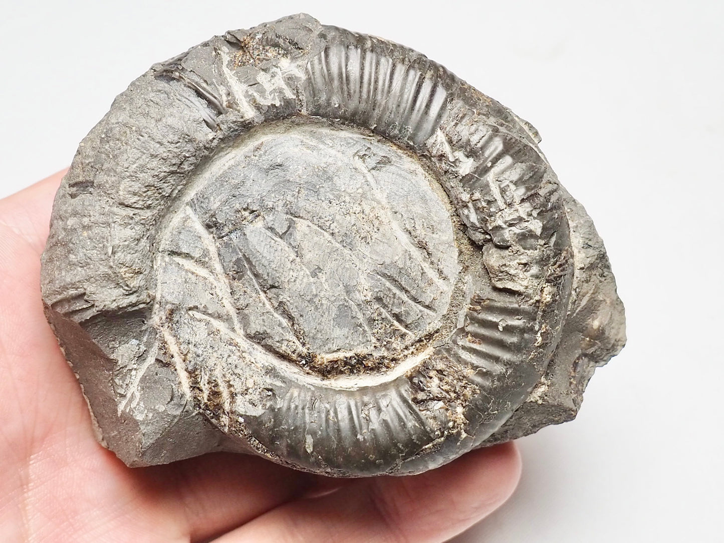 Dactylioceras Ammonite