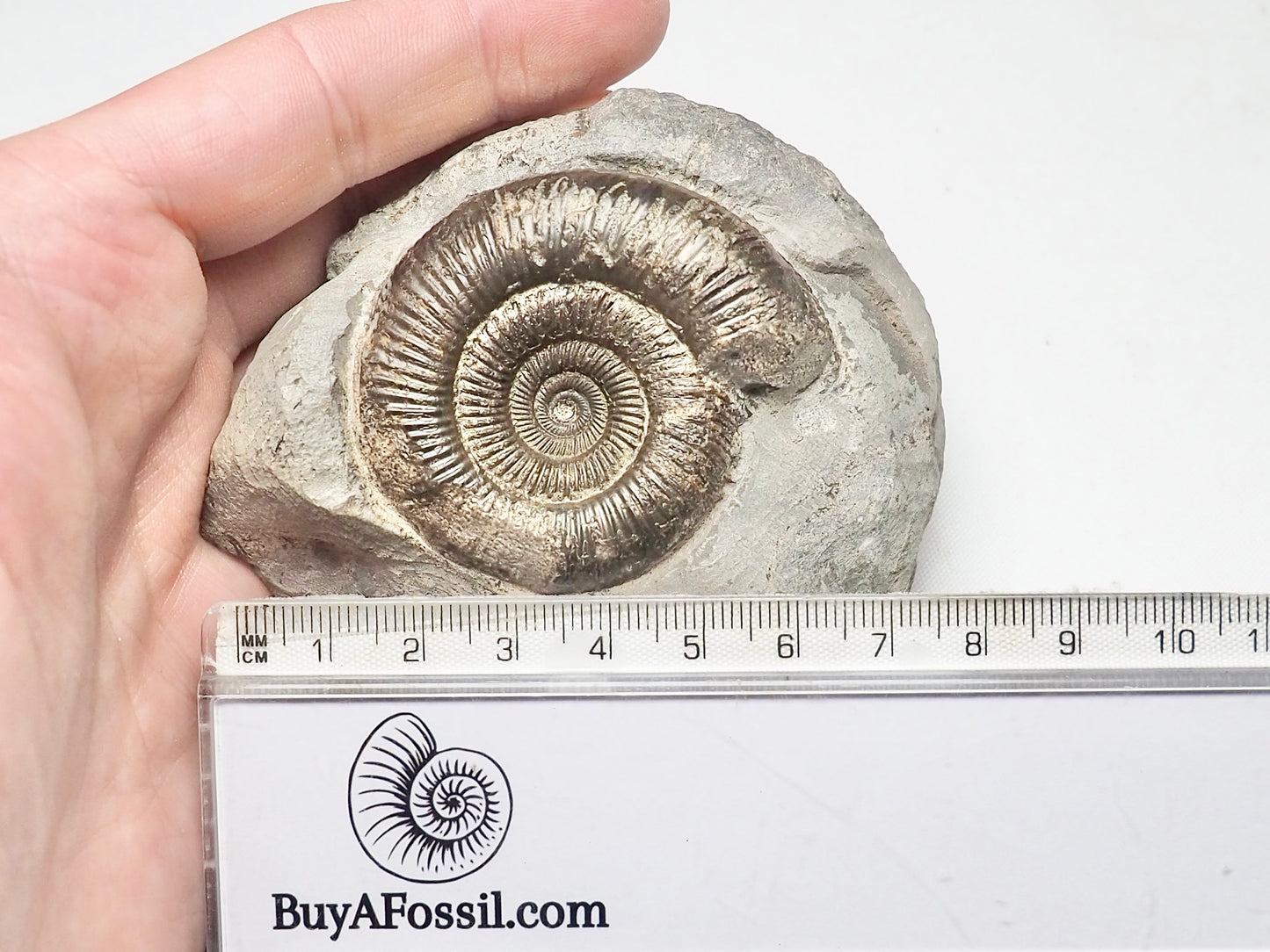 Dactylioceras Ammonite