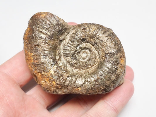Rare Lytoceras Ammonite