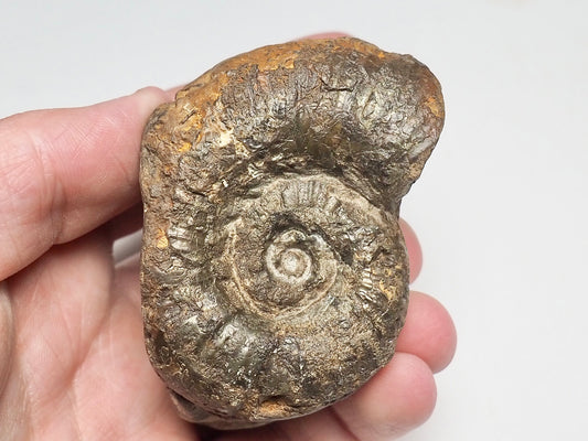 Rare Lytoceras Ammonite