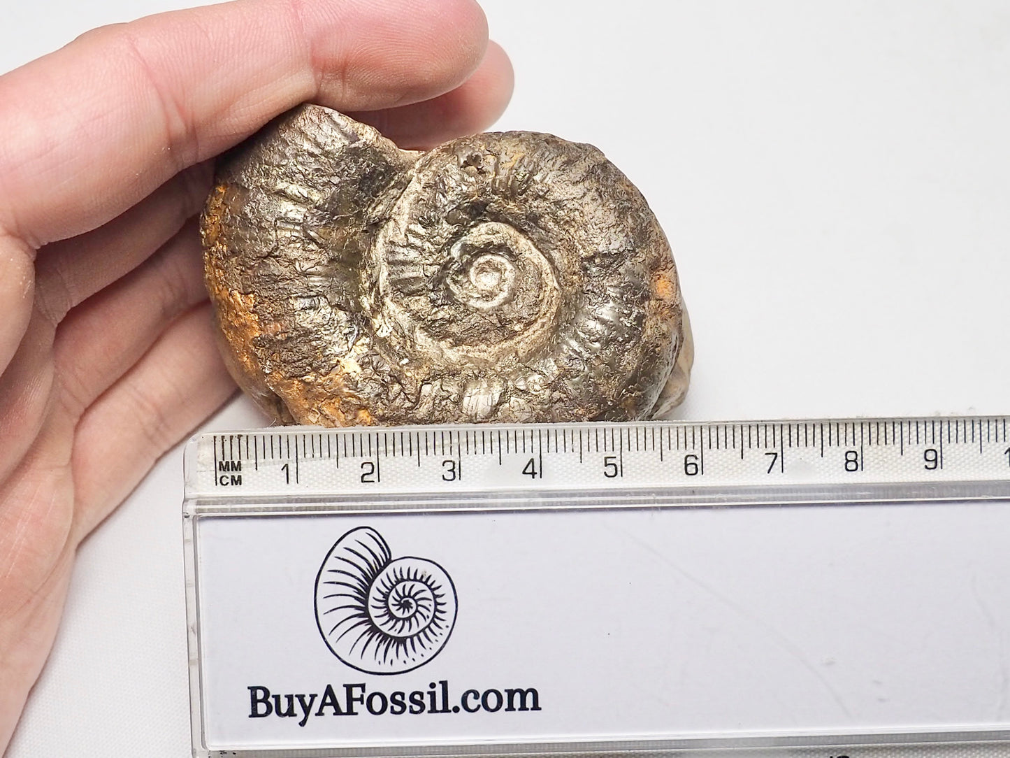 Rare Lytoceras Ammonite