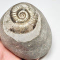 Grammoceras Ammonite Fossil – Whitby Yorkshire Coast – Jurassic