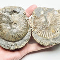 Pseudolioceras Ammonite Fossil Split Pair – Whitby Yorkshire Coast Jurassic