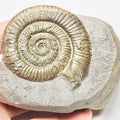 Dactylioceras Ammonite Fossil for Sale – Whitby Yorkshire Coast Jurassic