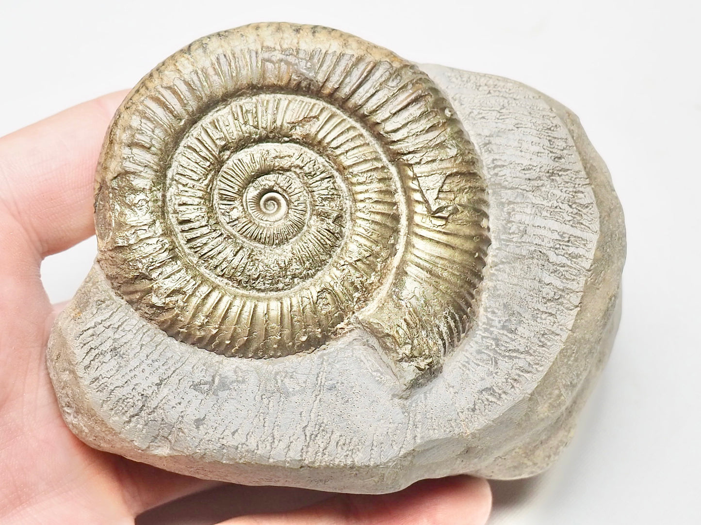 Dactylioceras Ammonite