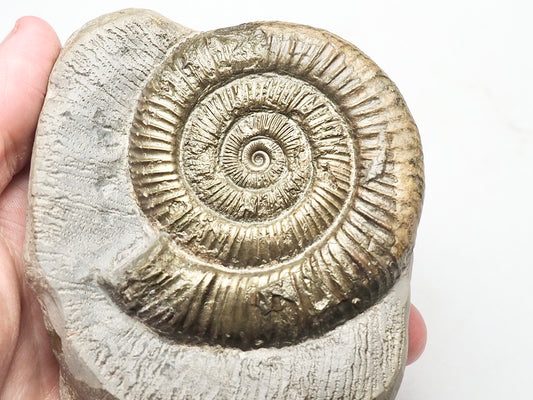 Dactylioceras Ammonite