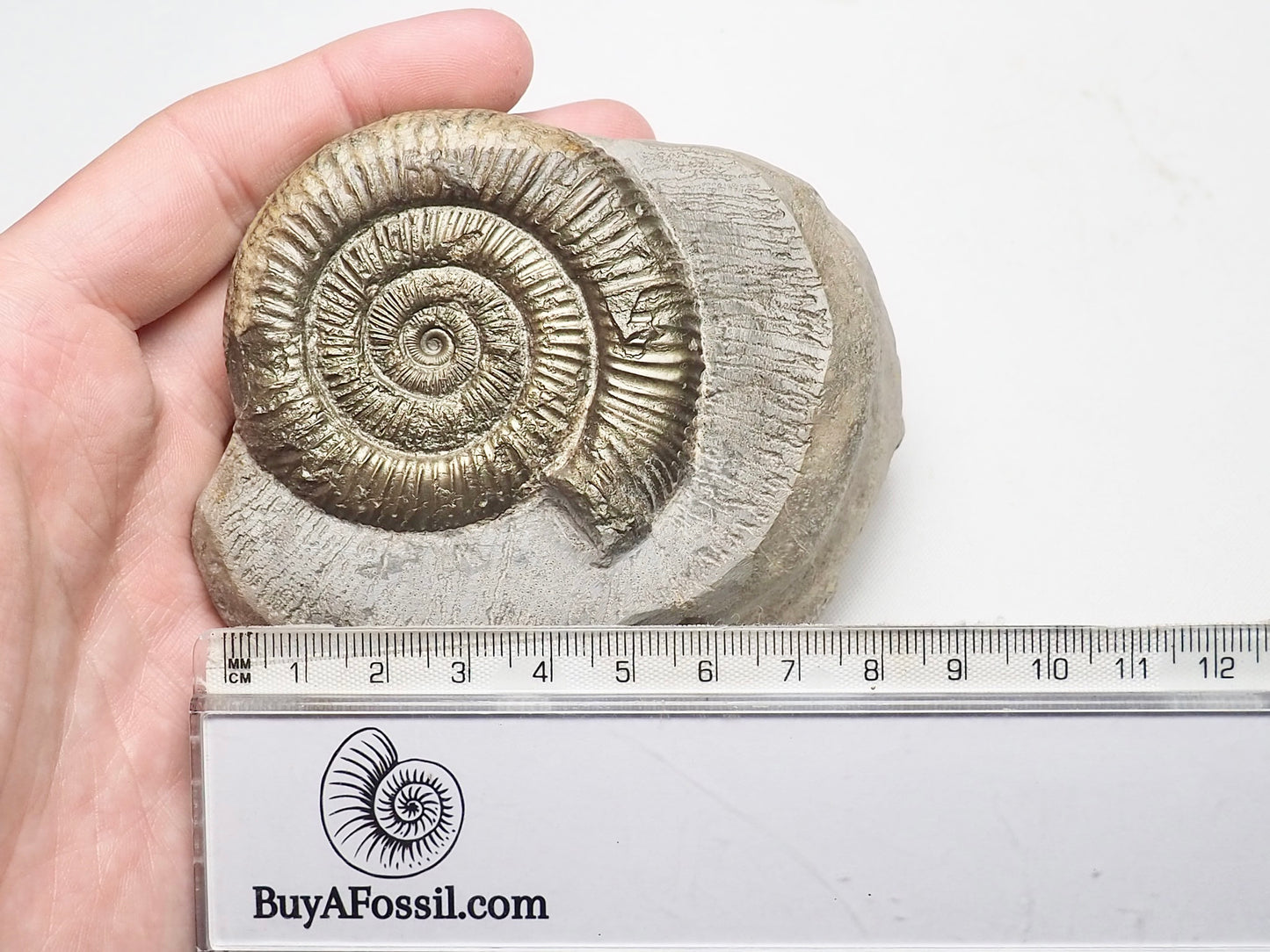 Dactylioceras Ammonite