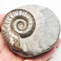 Grammoceras Ammonite Fossil – Whitby Yorkshire Coast – Jurassic