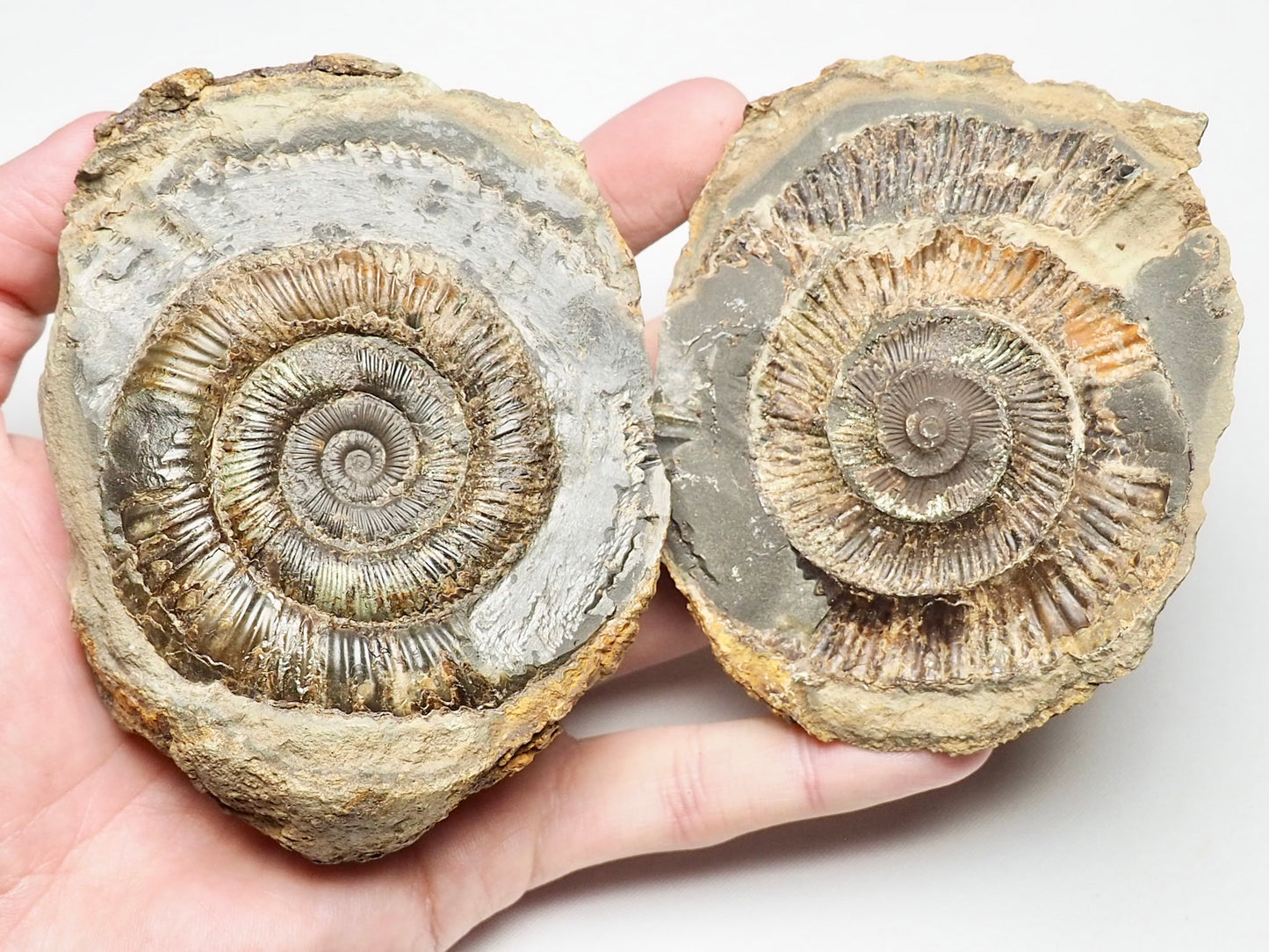 Dactylioceras Ammonite Pos/Neg