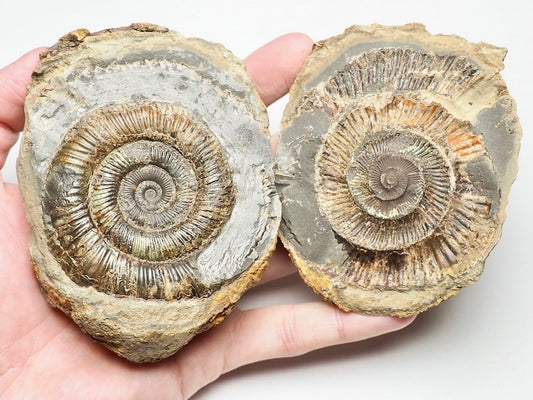 Dactylioceras Ammonite Pos/Neg