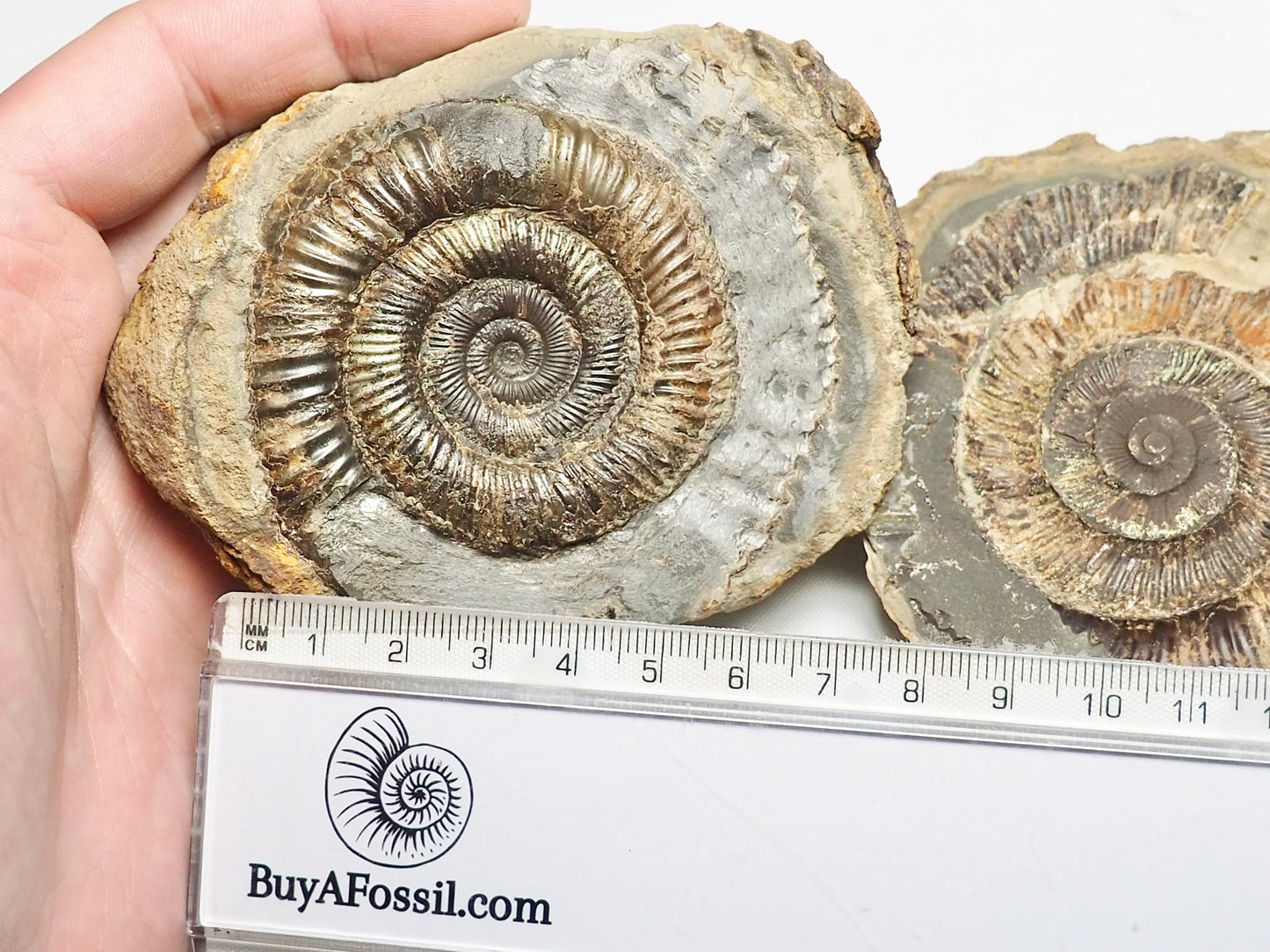 Dactylioceras Ammonite Pos/Neg