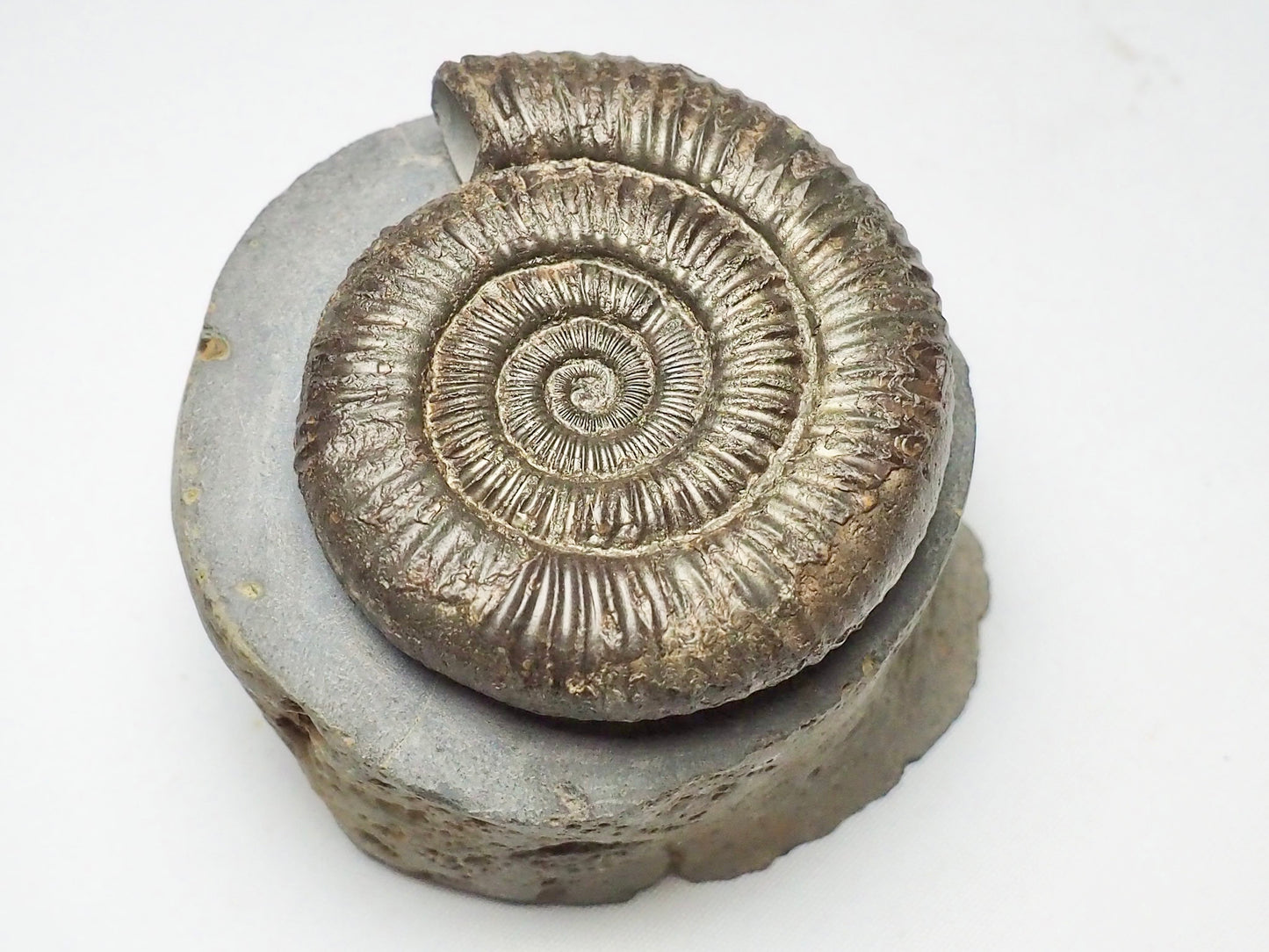 Dactylioceras Ammonite