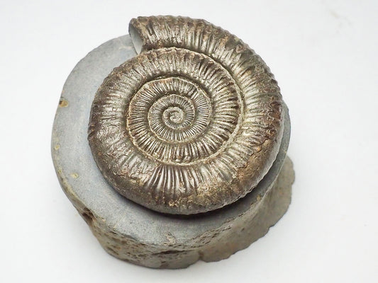 Dactylioceras Ammonite