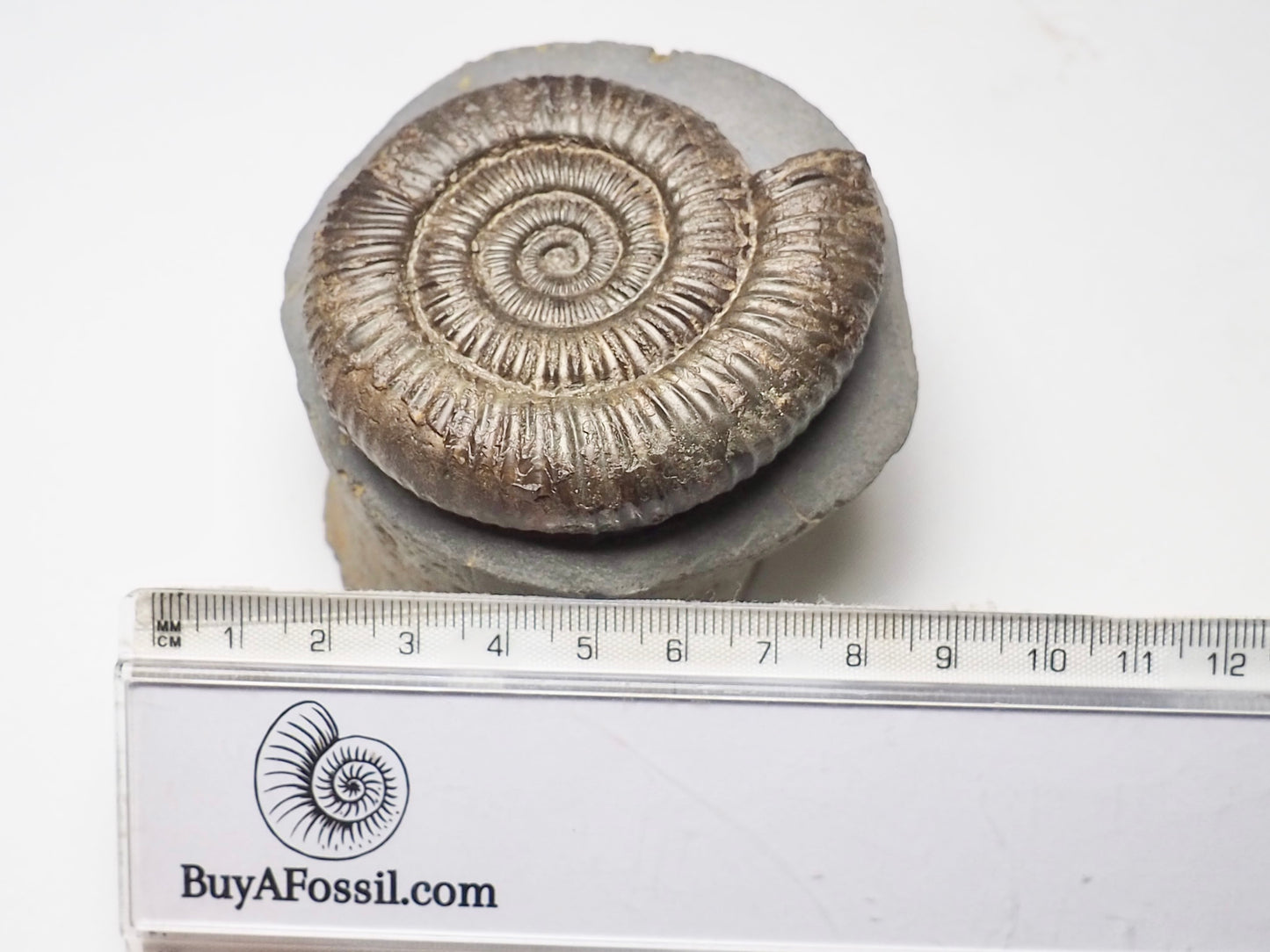 Dactylioceras Ammonite