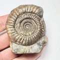 Dactylioceras With CutBase Ammonite Fossil for Sale – Whitby Yorkshire Coast Jurassic