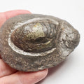 Pyritised Shells
