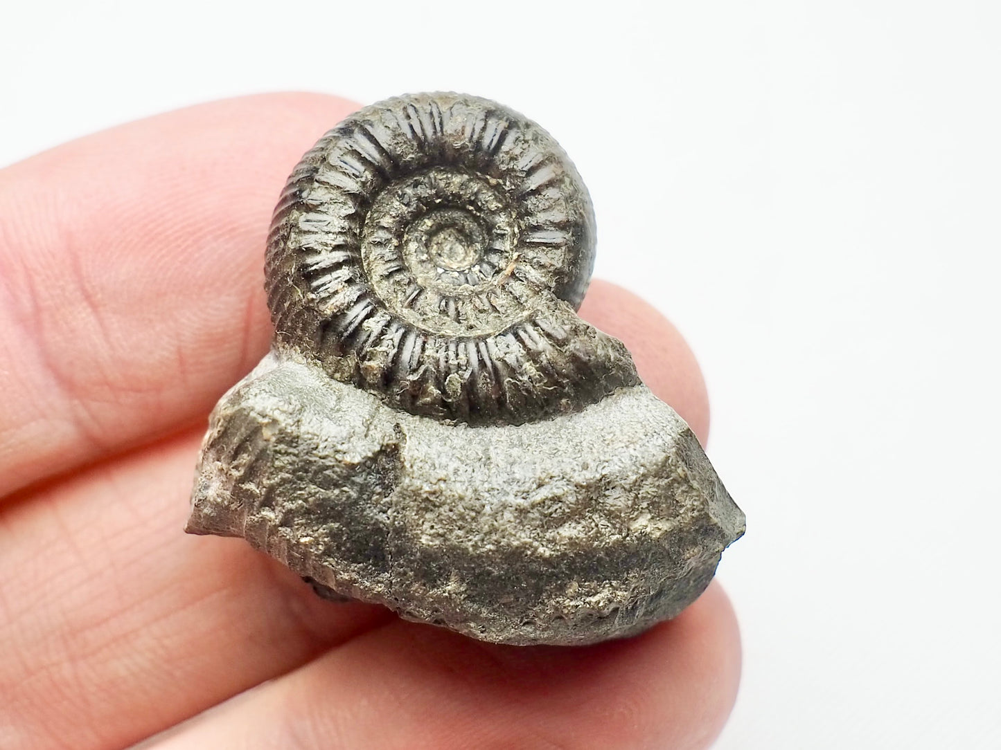 Nodicoeloceras Ammonite