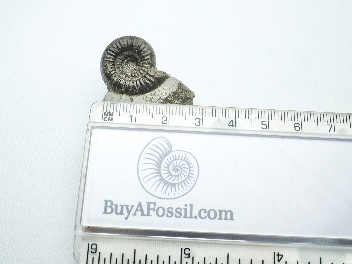 Nodicoeloceras Ammonite