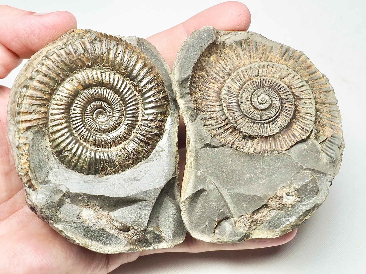 Dactylioceras Ammonite Pos/Neg