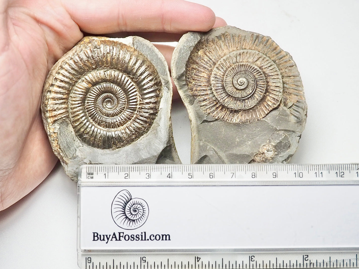 Dactylioceras Ammonite Pos/Neg